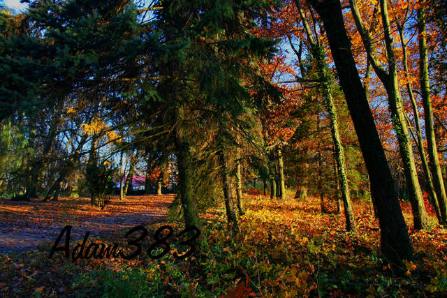 jesien2.jpg - adam383