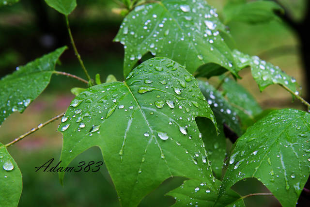 Liść.jpg - adam383