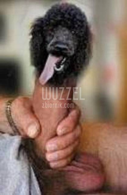 Pies na baby!!! - Wuzzel