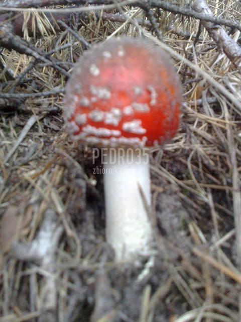 02102010047.jpg - pedro35