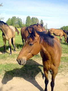 Konik