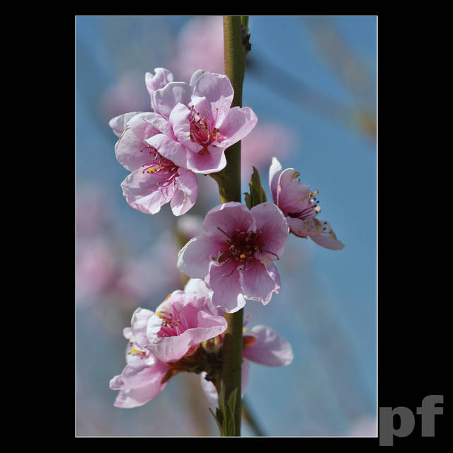 SYMETRIA ... - panfoto