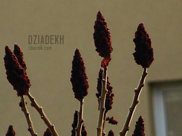 Wiosna cdn. - dziadekh