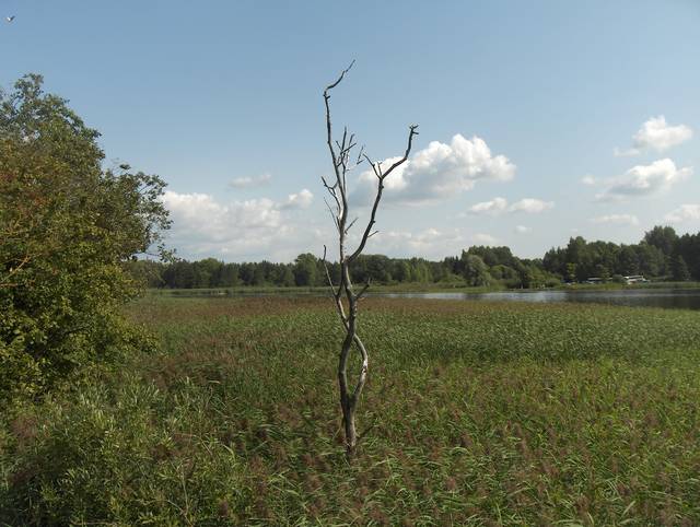 Picture 030.jpg - Ponma