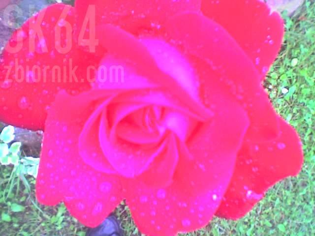 Róża - sk64