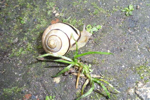 Ja w przebraniu ślimaka - KAISER_SOSE