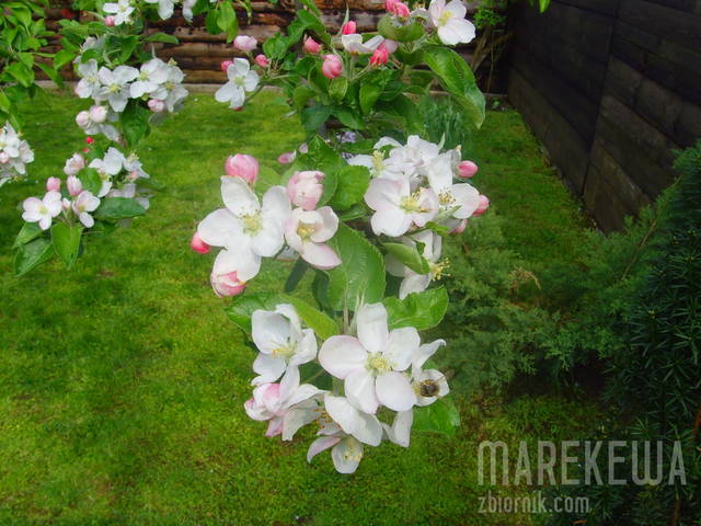 "W maju Natura jest Kobietą" - marekewa