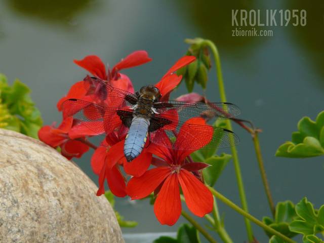 P1110658.jpg - krolik1958