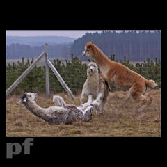 CO ROBISZ - BRUTALU ?!