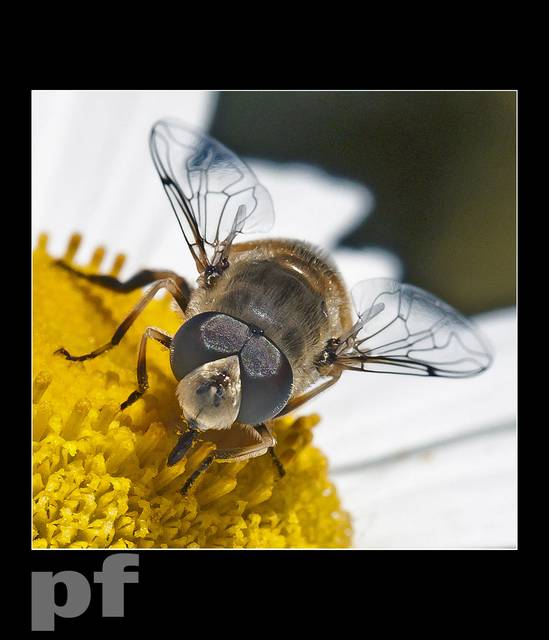 DZISIAJ BZYKNIE - panfoto