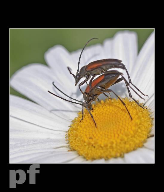 DUPĘ WYŻEJ ... - panfoto