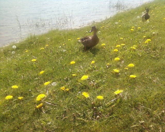 Fotografie-0040.jpg - bigboyhura