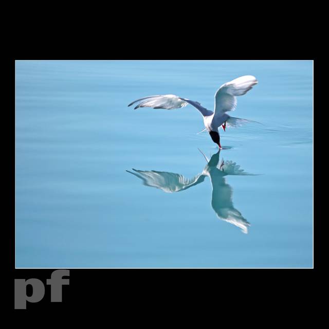 DZIUBEK W DZIUBEK - panfoto