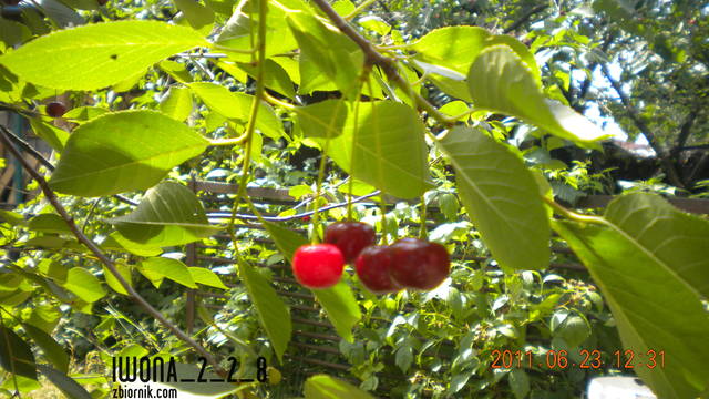 Obraz 083.jpg - iwona_2_2_8