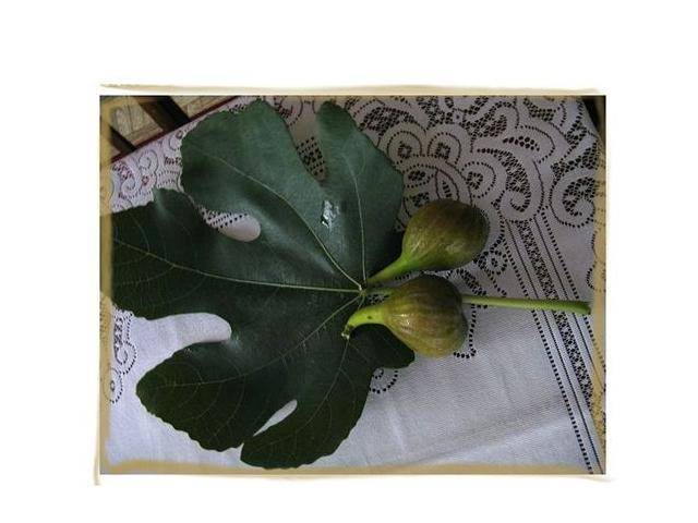 listek.JPG - listekfigowy