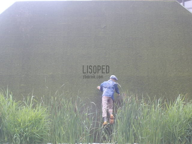 profilowe - lisoped