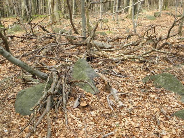 uchwycone w przyrodzie - raf790