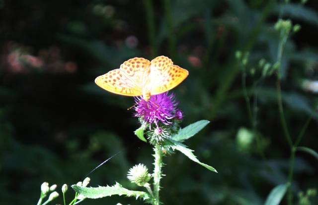 M..otylek - capitello7