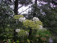 przyroda