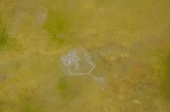 w morzu przy gołych sektorach pływały takie cuda :)