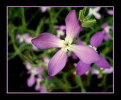 Zapach maciejki przynosi garść marzeń 