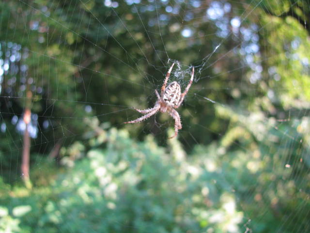 ...na drodze - jacksiena