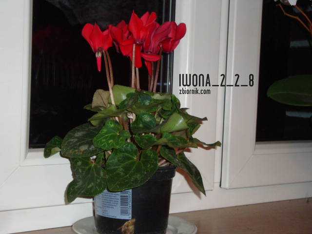 kwiatek - iwona_2_2_8