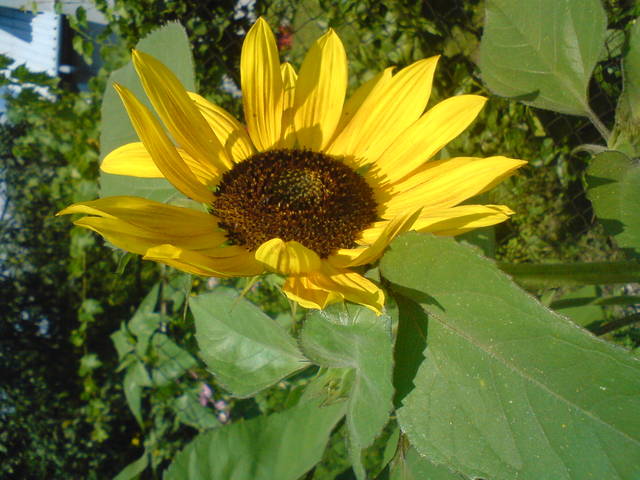 dla Pysi cmook - 2807J