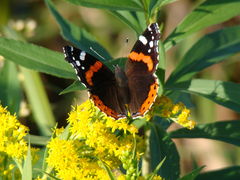 Piękno zaklęte w motyla