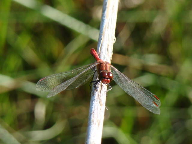 Jeszcze jedna mieszkanka stawów - bogdan2003