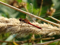 Ważki uwielbiam, a szczególnie jedną.