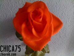 czerwona róża.........