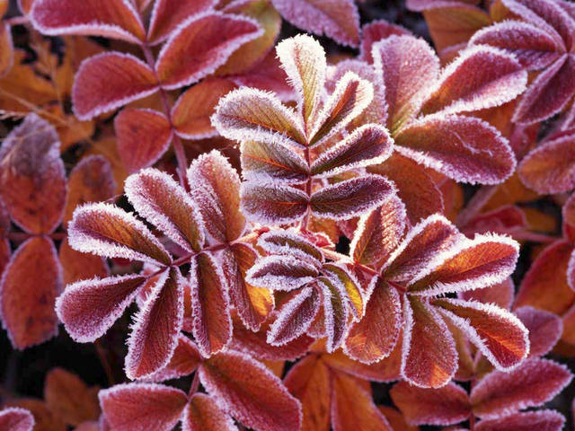 Winter Leaves.jpg - panasonic56