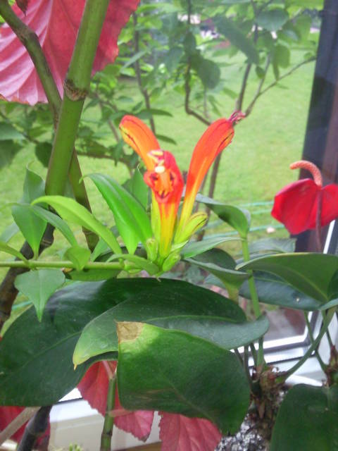 jak i poprzednio... - parawawaa