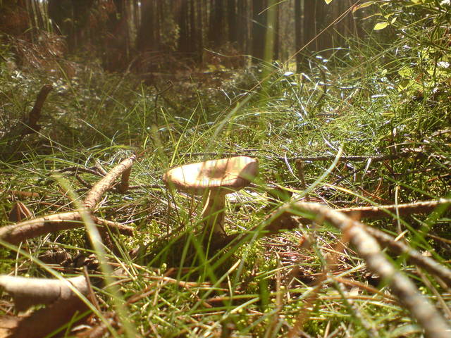 DSC00235.JPG - Ja949