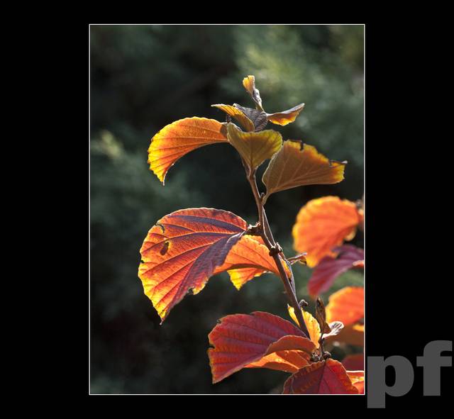 ZACZYNA BYĆ OGNIŚCIE - panfoto