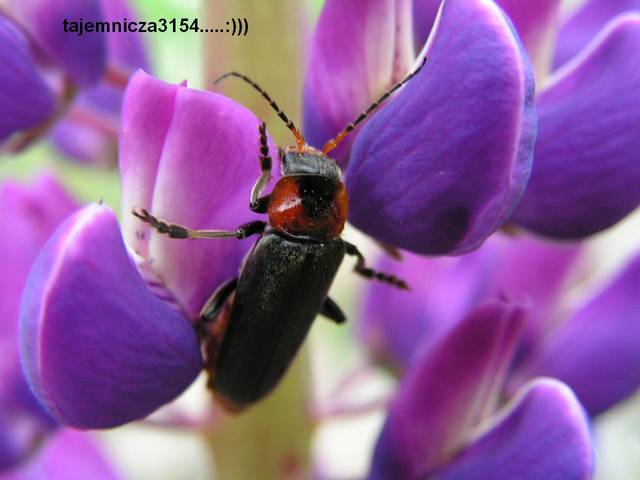 kobiety jak kwiaty..:) - Sedecrem