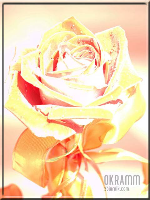 Róża - okramm