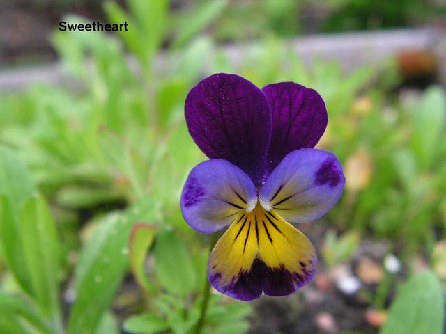 Delitatny ja kobietka - Sedecrem