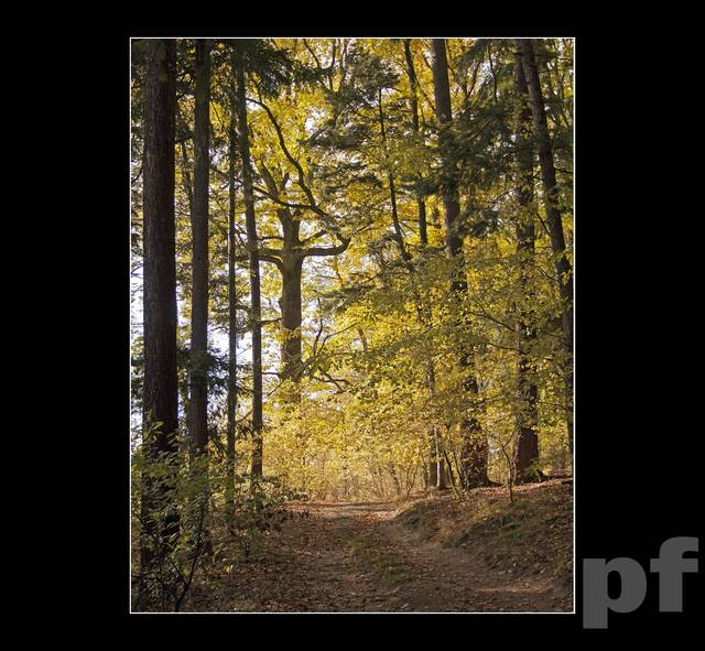 ZAPACH BUKOWEGO LASU - panfoto