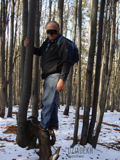 Na pochyłe drzewo...