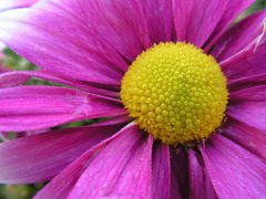 Kwiatek na jesienne dni