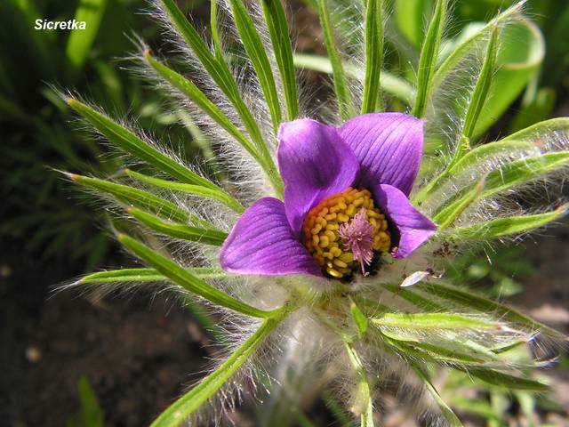Jesienią też pięknie kwitną..:) - Sedecrem