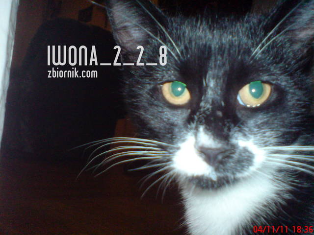nasz kotek - iwona_2_2_8