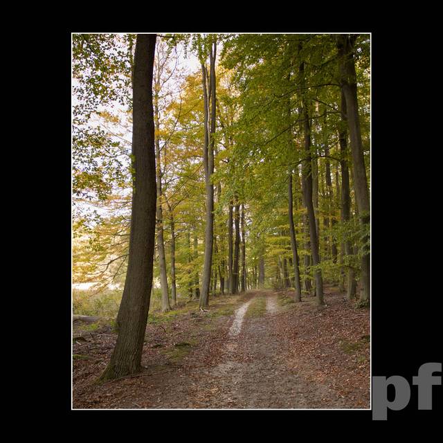 SKRAJEM BUKOWEGO LASU - panfoto