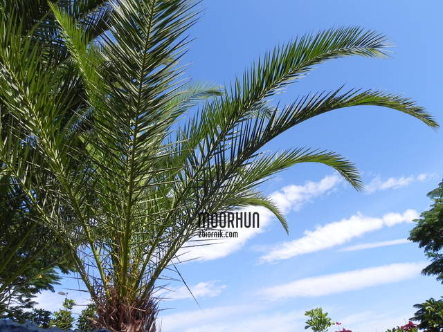 DSCN0924.JPG - moorhun