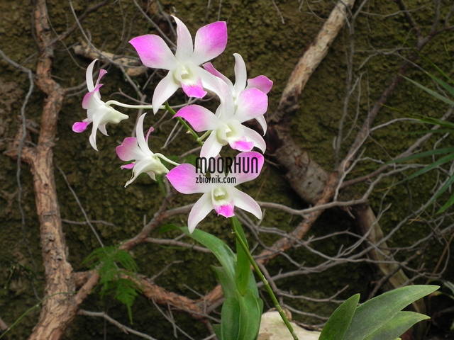 DSCN1125.JPG - moorhun