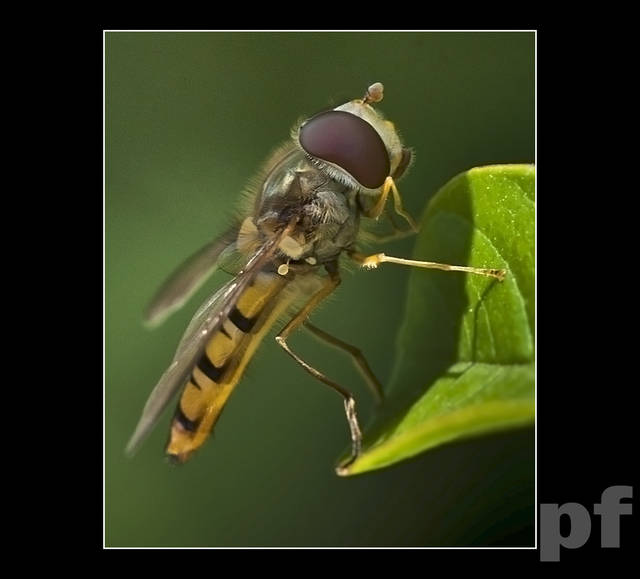 WŁAŚNIE PRZYLECIAŁA - panfoto