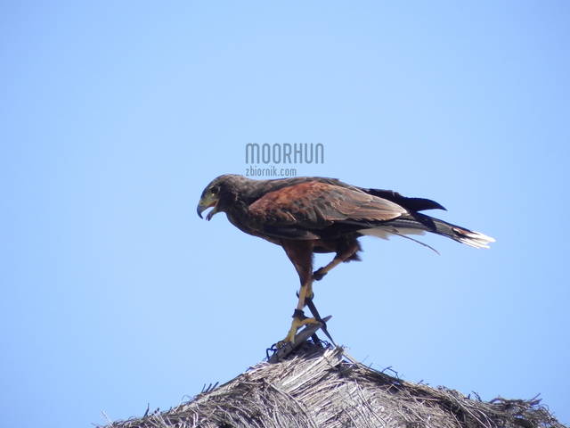 DSCN1319.JPG - moorhun