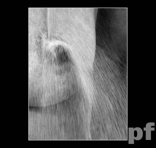 PIASKOWE PIESZCZOTY - panfoto